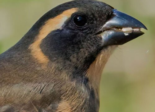 Guía de avistamiento de aves: tesoros alados del Lunarejo