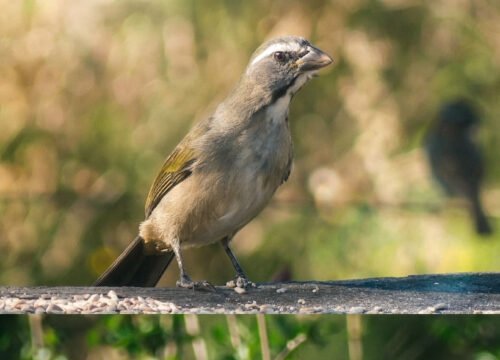 Expedición Aves del Lunarejo – Fin de Semana de Birdwatching con Gabriel Rocha
