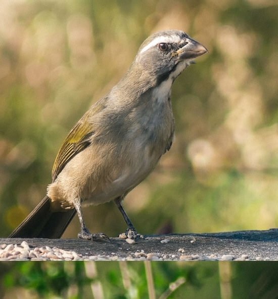 Expedición Aves del Lunarejo – Fin de Semana de Birdwatching con Gabriel Rocha