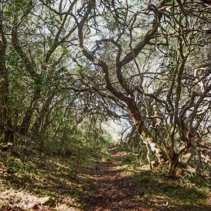 Senda al Rubio chico