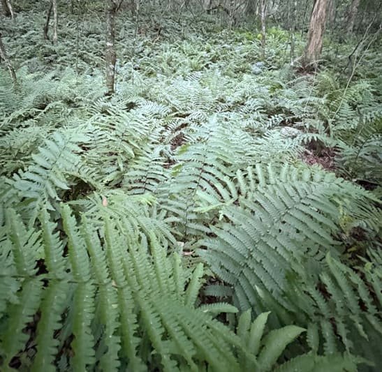 Camino de las Quebradas del Norte 🍃🧗 - Imagen 9