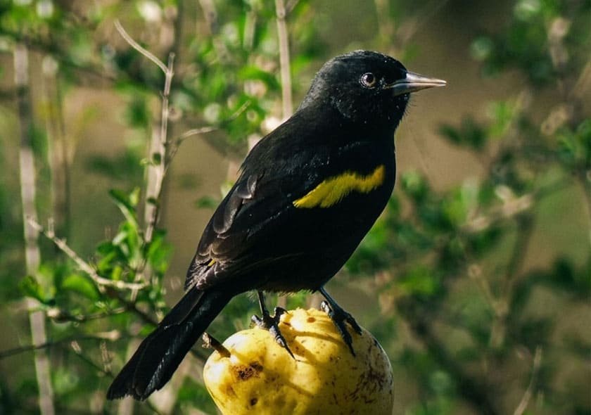 Expedición Aves del Lunarejo